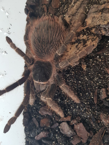 Various tarantulas available.