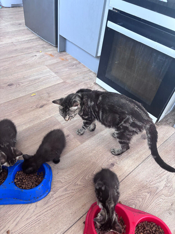 3 kittens available