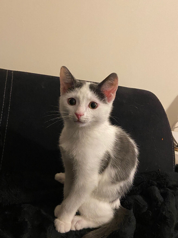 4 month old kitten