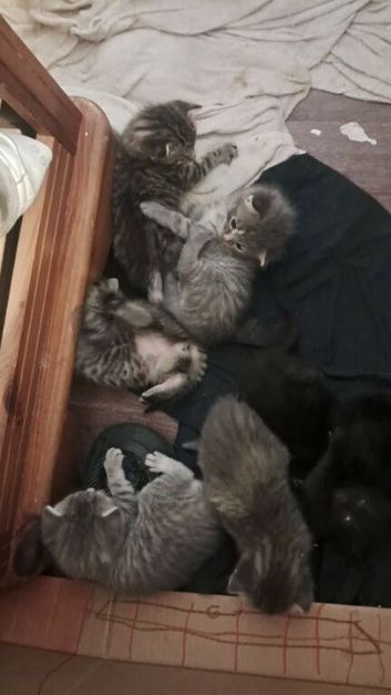 6 kittens for sale