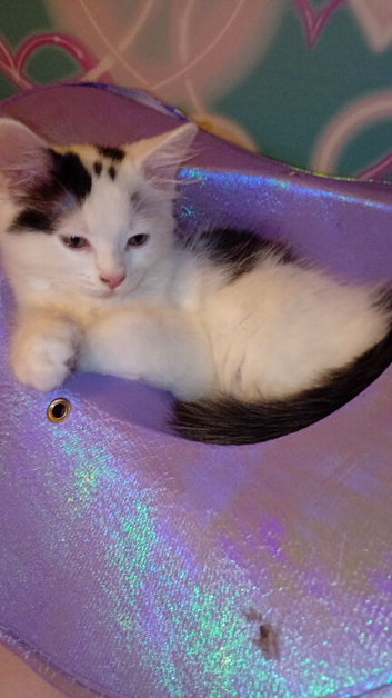 little kitten