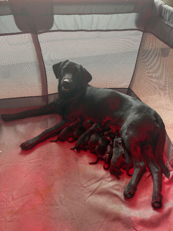 Black Labrador Puppies