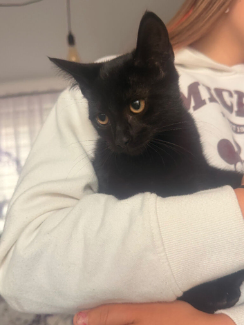 Kittens for rehome