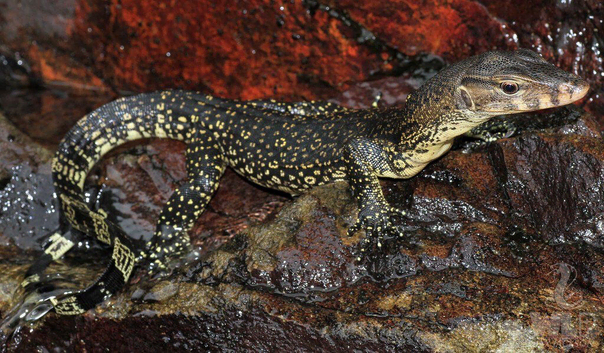 POS female water monitor