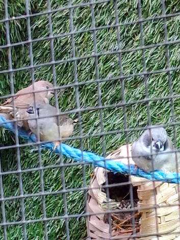 4 x zebra finches