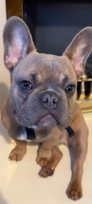 16 month french bulldog