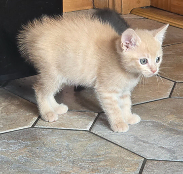 Cream kittens