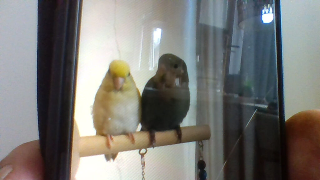 tame lovebird and parrotlet