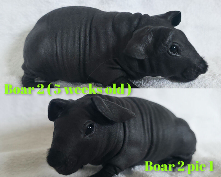 Beautiful skinny pig baby boars