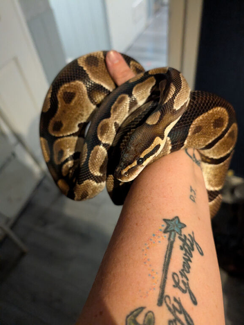 Rescue snakes needing rehome