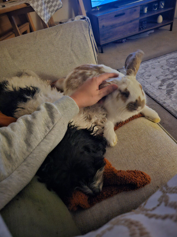 Mr buns