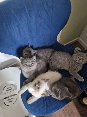British shorthair ready for new homes