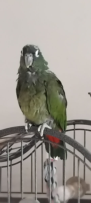 Female maximilian pionus