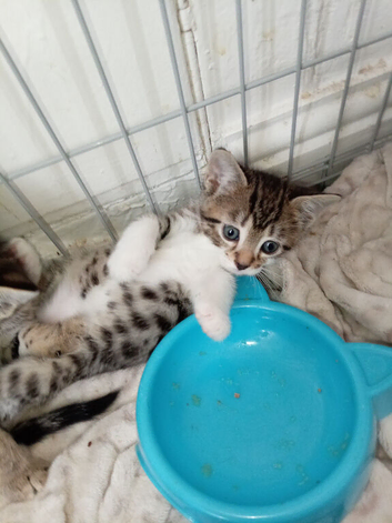 Beautiful baby bengals