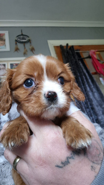 Looking  for ever home