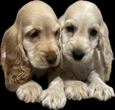 Cocker spaniel puppies
