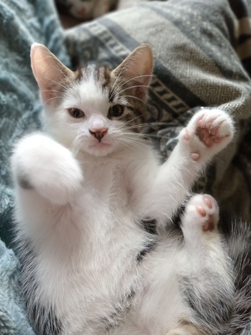 2 kittens &pound;150 together or &pound;100 each
