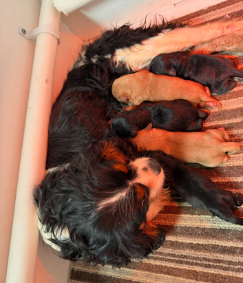 Beautiful Cavapoo Pups - Ready to go