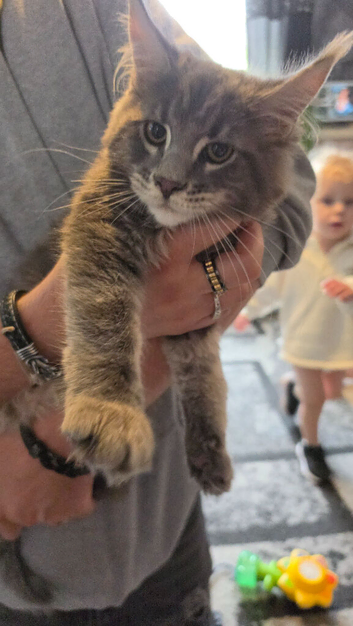 2 beautiful maincoon kittens