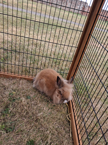 8 week old lionhead buck