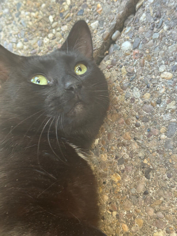 Home cat