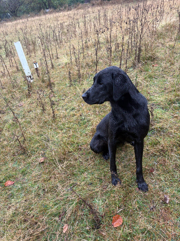 KC 11 month old part trained male male excellent pet