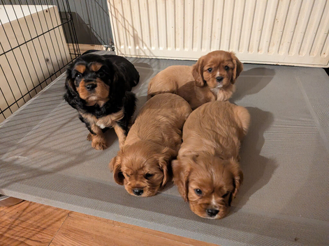 4 beautiful cavalier king charles puppies for new homes (pet homes only)