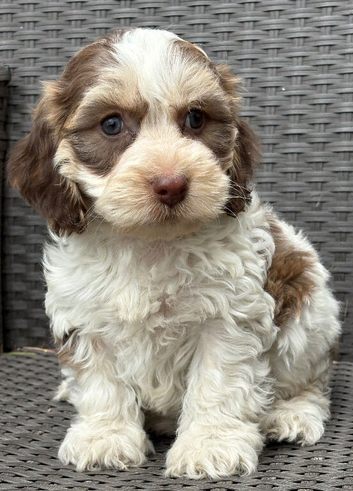 F1 cockapoo puppies