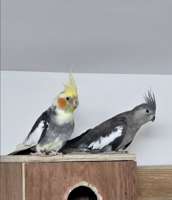 Breeding pairs of cockatiels for sale.