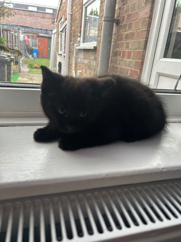Kittens for sale