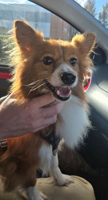Dog for rehome
