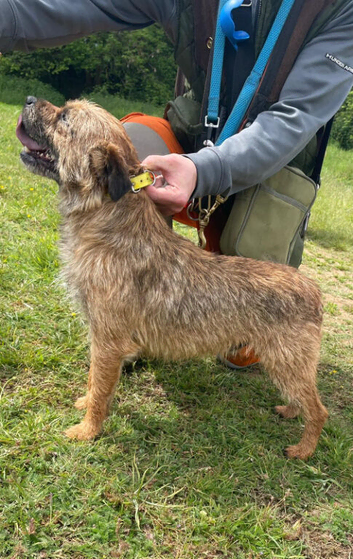 BORDER TERRIER STUD SLEM TESTED CLEAR