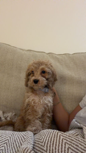 Darla