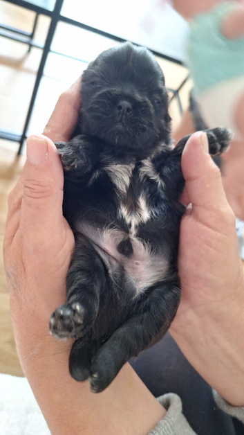 Shih tzu pups