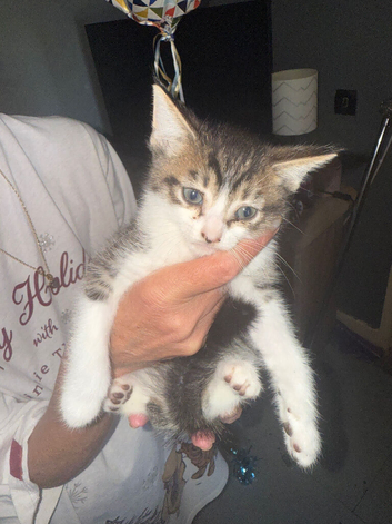 Kitten for sale