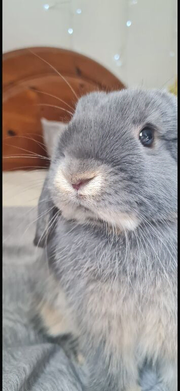 Blue otter mini lop