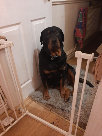 Rottweiler bitch