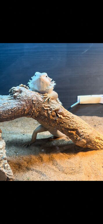 Bearded dragon female
