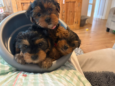 All pups now rehomed