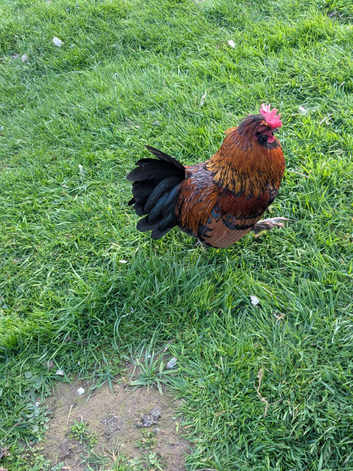 Free to a good home, lovely, gentle cockerel.
