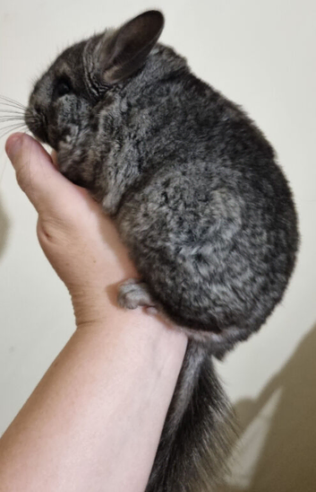 Ebony Male Chinchilla Kit for reservation