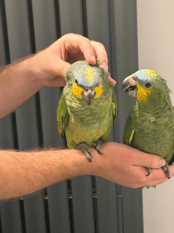 Handreard baby orange -winged Amazon for sale or px