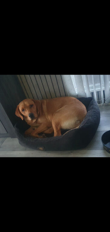 fox red lab