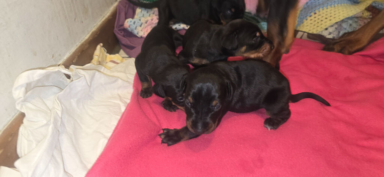 Doberman puppies