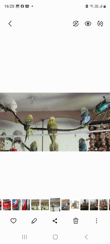 budgies