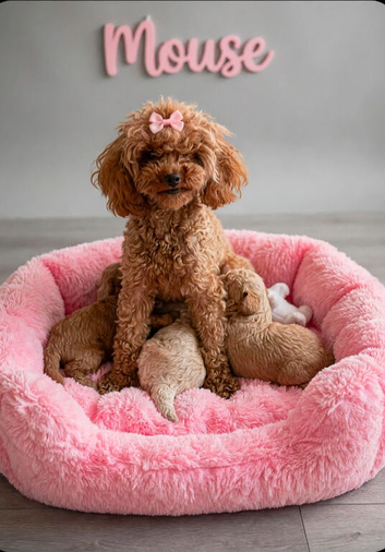Tiny Asian toy poodle puppies
