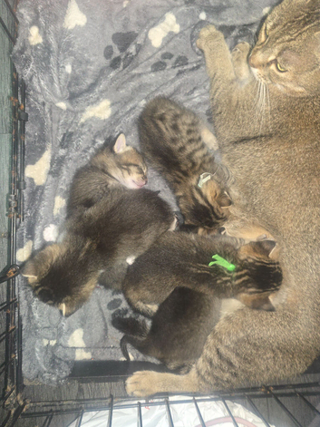 Kittens