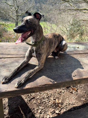 2 and a half year old brindle whippet x greyhound (more whippet)