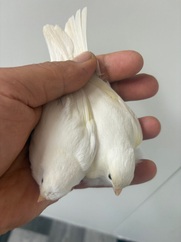 Canary
