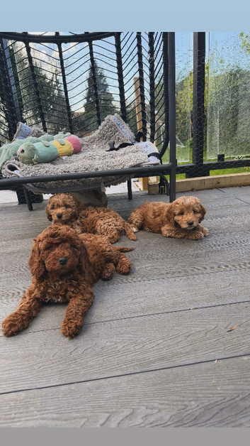 Cockapoo puppies